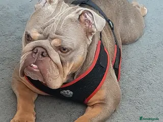 English Bulldog dogs English Bulldog - Advert 1