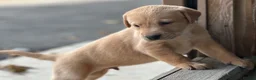 Labrador Retriever dogs for sale: KC REGISTERED LABRADOR PUPPIES - Advert 10