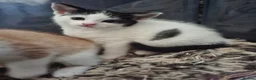 Mixed Breed cats for sale: Fluffy playfull healthy kittens - Advert 6