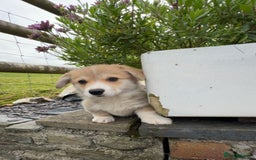 Welsh Corgi Pembroke dogs for sale: Stunning KC Registered Corgis - Image 14