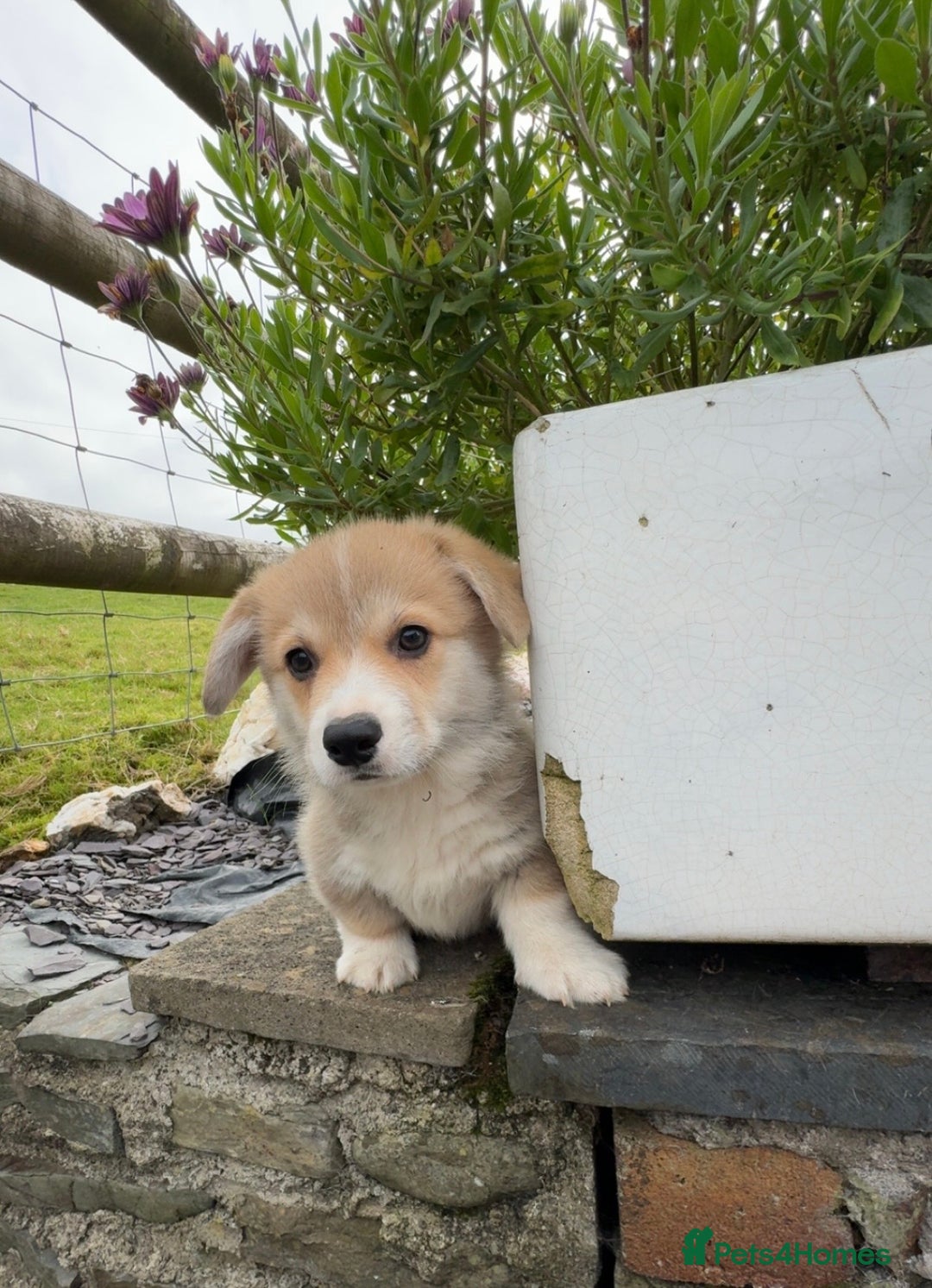 Welsh Corgi Pembroke dogs for sale: Stunning KC Registered Corgis - Image 14