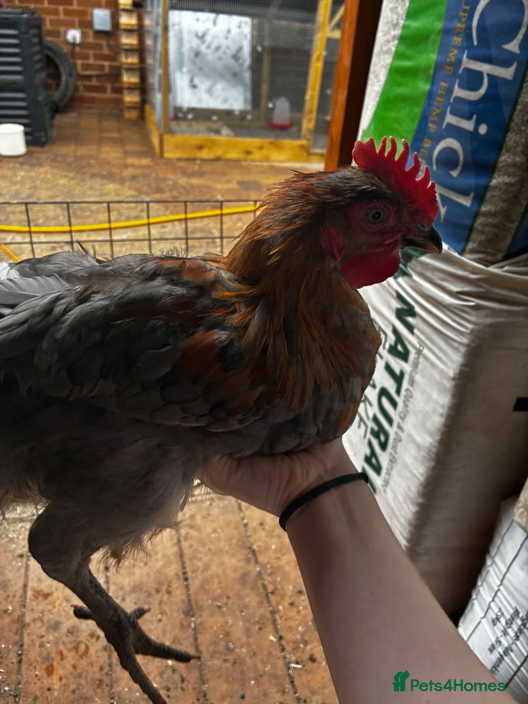 Chickens poultry for sale: French black & blue copper marans chicks - Advert 2