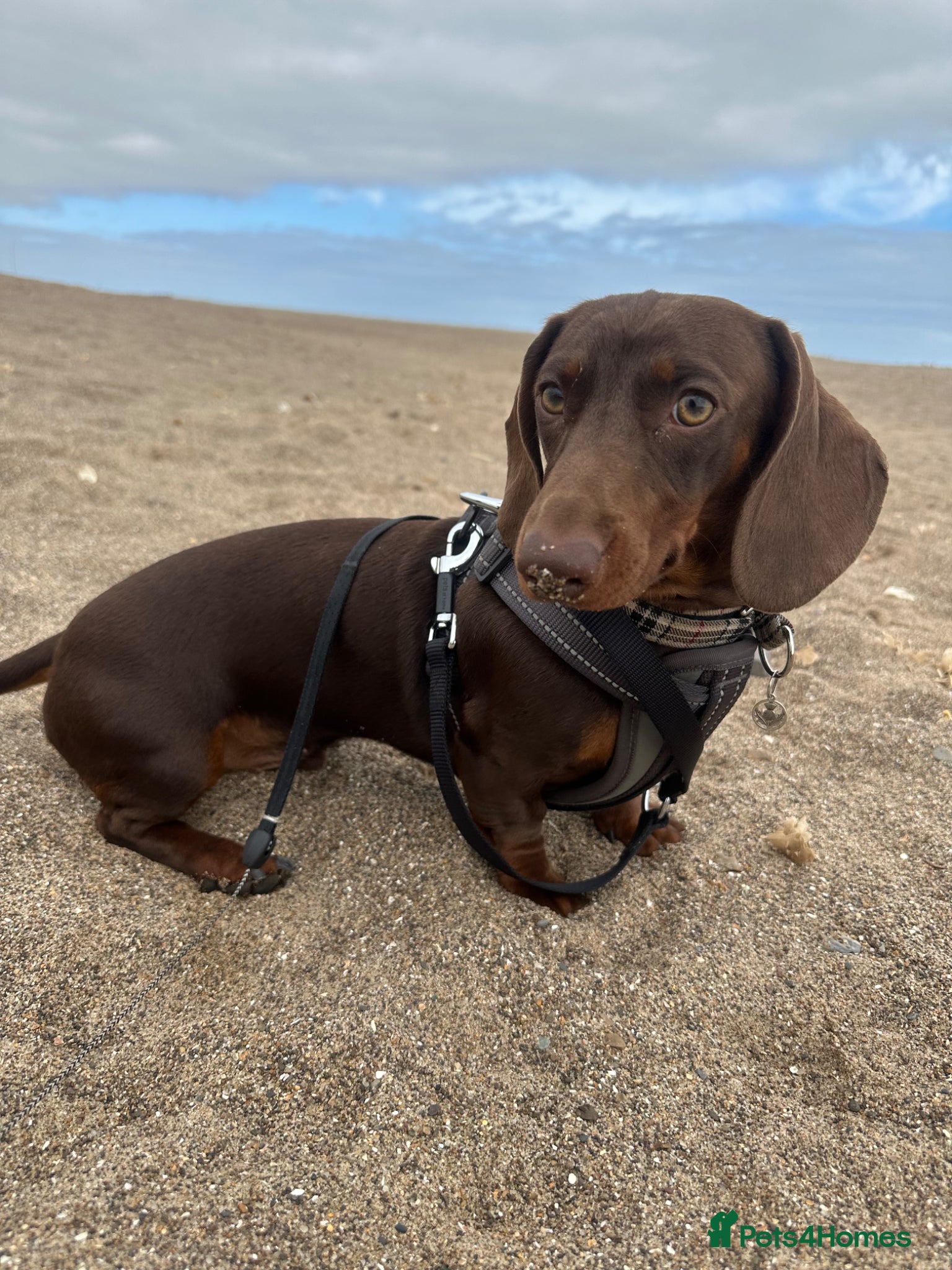 Miniature Dachshund dogs Proven Chocolate Dachshund Stud  - Advert 1