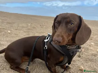 Miniature Dachshund dogs Proven Chocolate Dachshund Stud - Advert 1