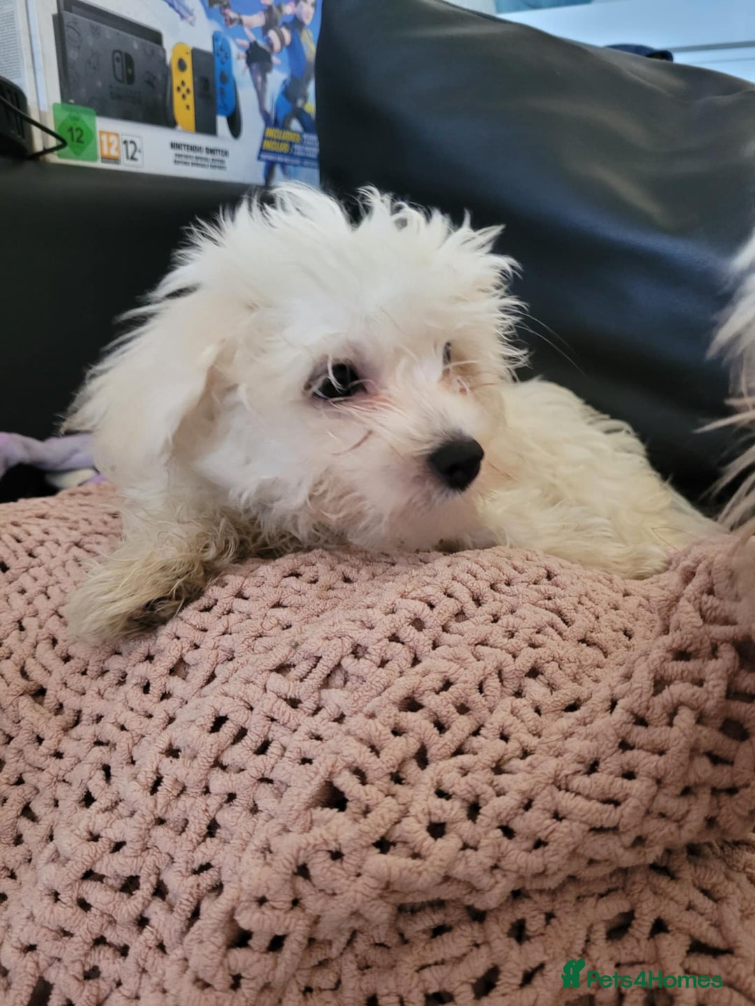 Maltese dogs for sale: Sale:4 maltese pups  - Image 3