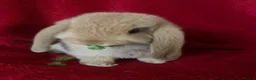 Mini Lop rabbits for sale: Adorable Mini Lop Rabbits - Advert 3