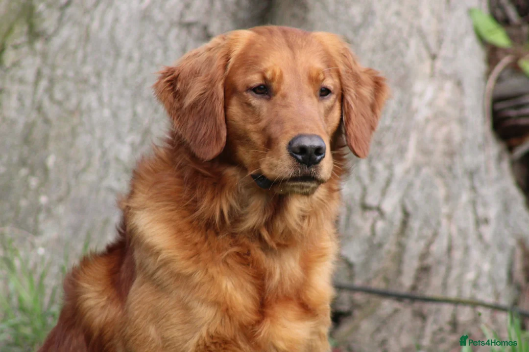 Golden Retriever dogs for stud: EXTENSIVELY health tested with excellent results! in Newark - Advert 4