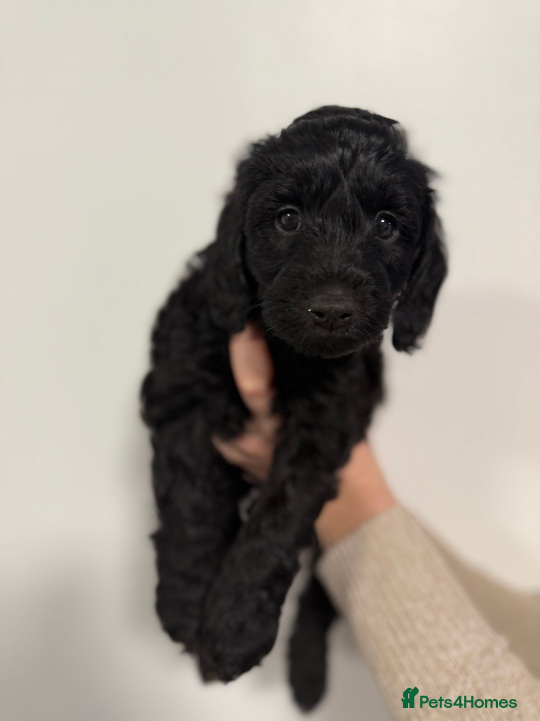 Cockapoo dogs for sale: 4 beautiful F2 Boy Cockapoos  - Advert 6