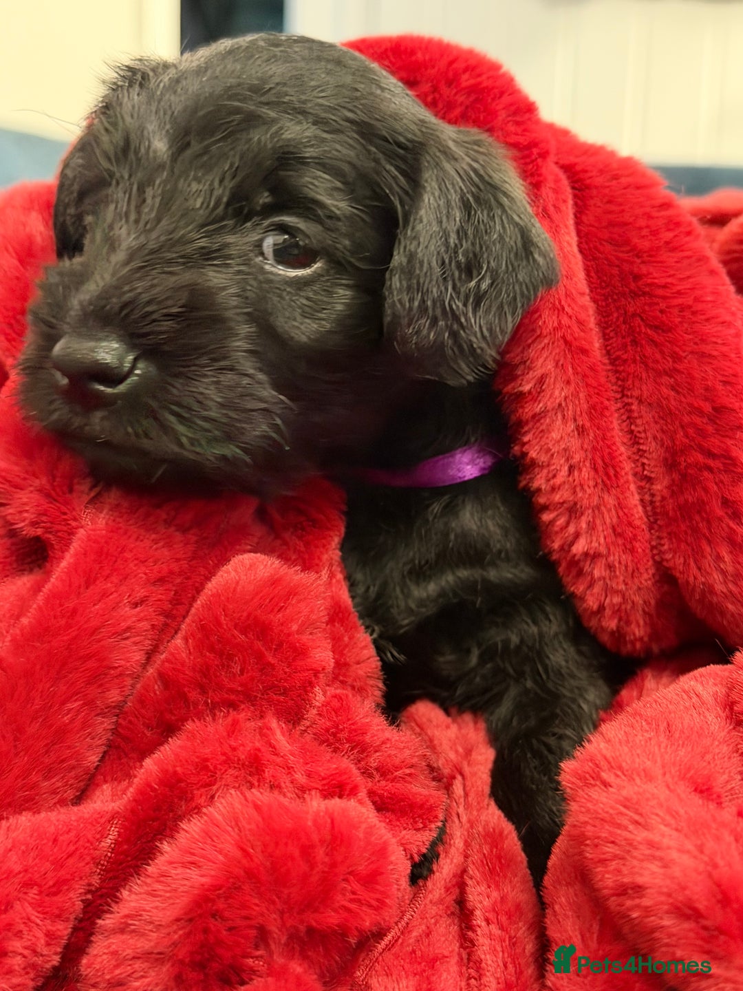 Miniature Schnauzer dogs for sale: Black Miniature Schnauzer Puppies  - Advert 10