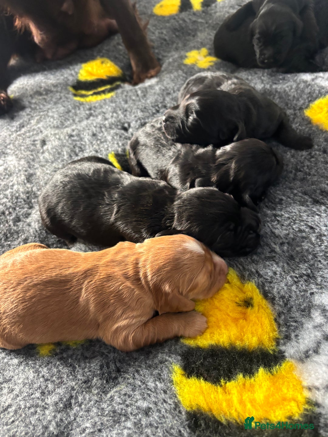 Cocker Spaniel dogs for sale: KC Working Cocker Spaniels - Image 4