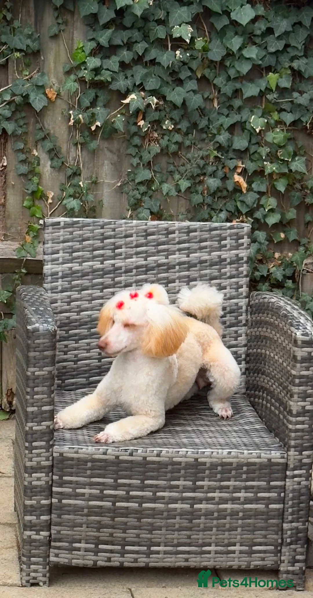 Miniature Poodle dogs for sale: Miniature Poodle looking for a home full of love in Buckhurst Hill - Advert 2