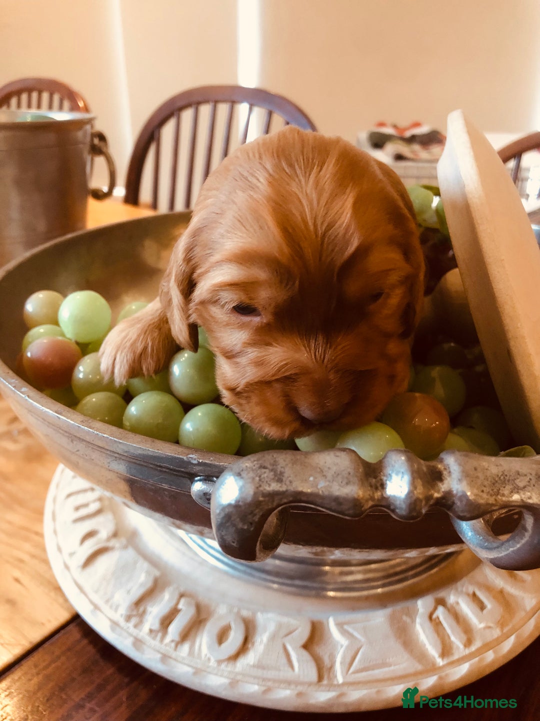 Cocker Spaniel dogs for sale: GORGEOUS COCKER SPANIEL PUPPIES - Advert 11