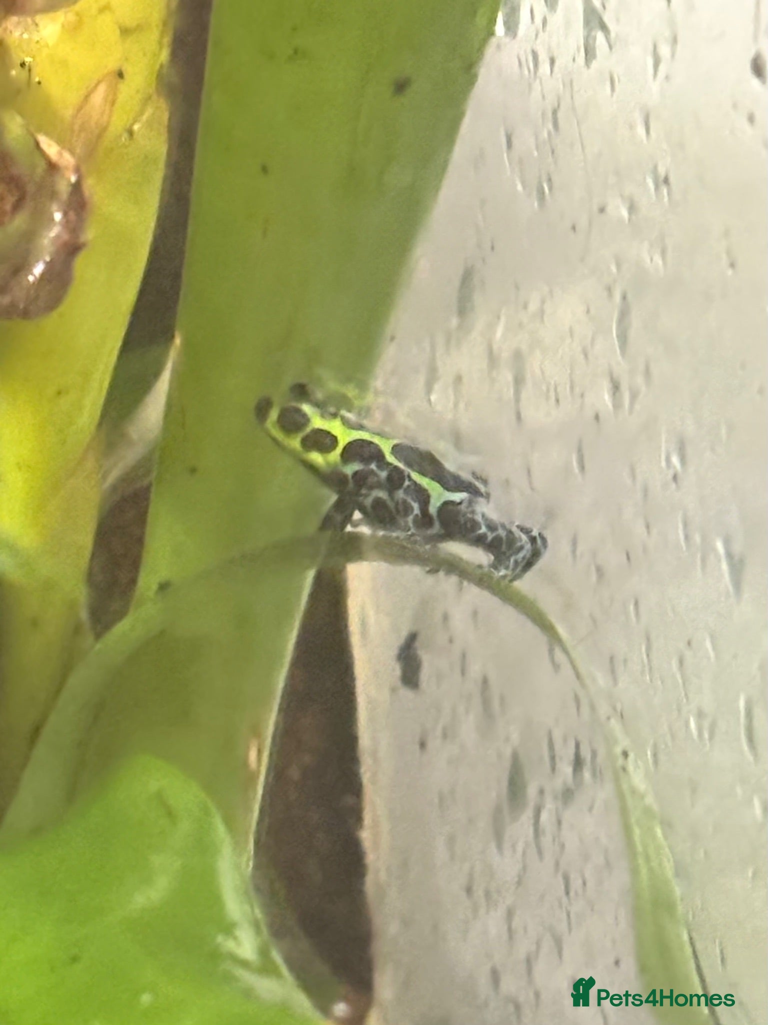 Frog reptiles Tadpoles of Ranitomeya Variabilis Southern - Advert 8