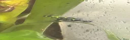 Frog reptiles for sale: Tadpoles of Ranitomeya Variabilis Southern - Advert 1