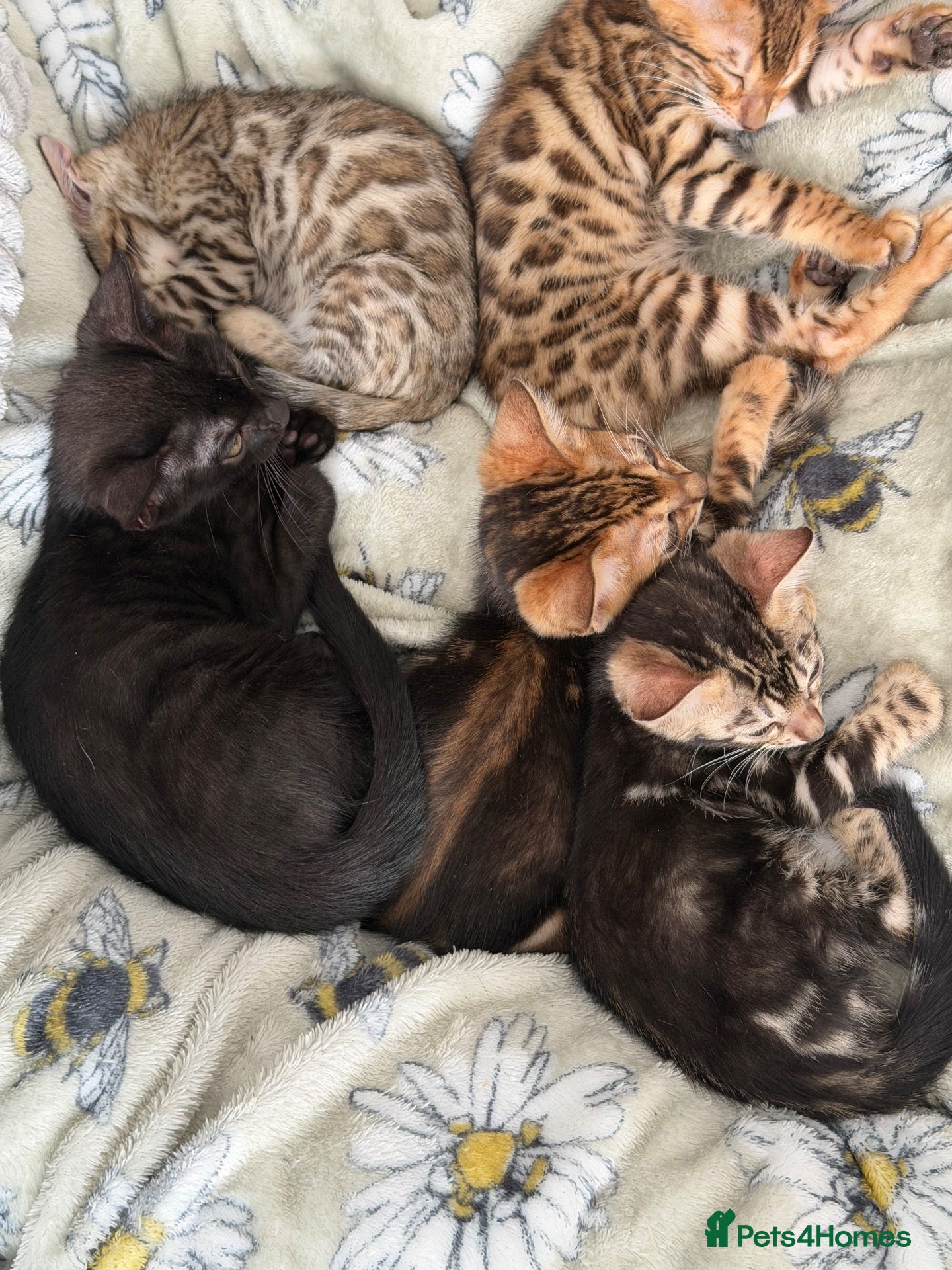 Bengal cats Beautiful marble Bengal  - Advert 2