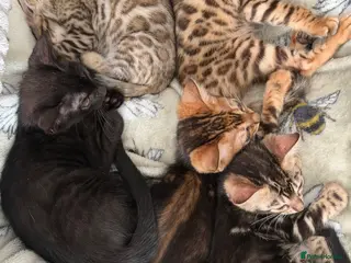 Bengal cats Beautiful marble Bengal - Advert 2
