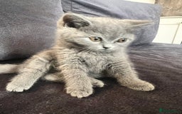 British Shorthair cats for sale: British shorthair  - Image 2
