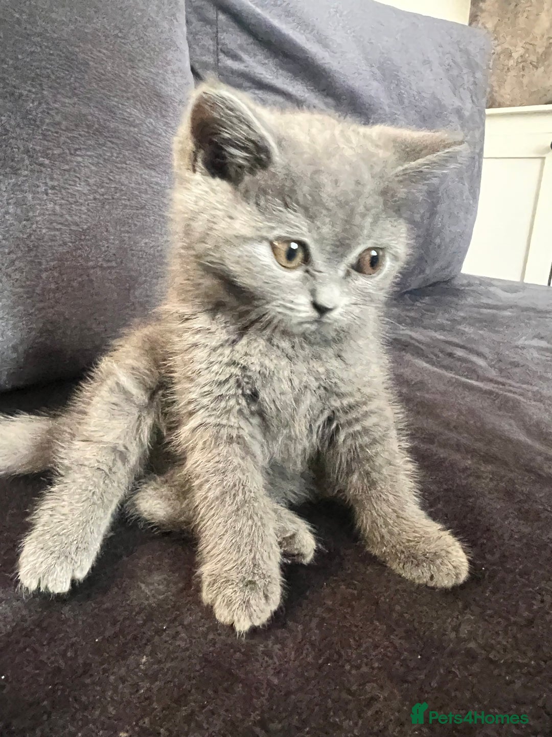 British Shorthair cats for sale: British shorthair  - Image 2
