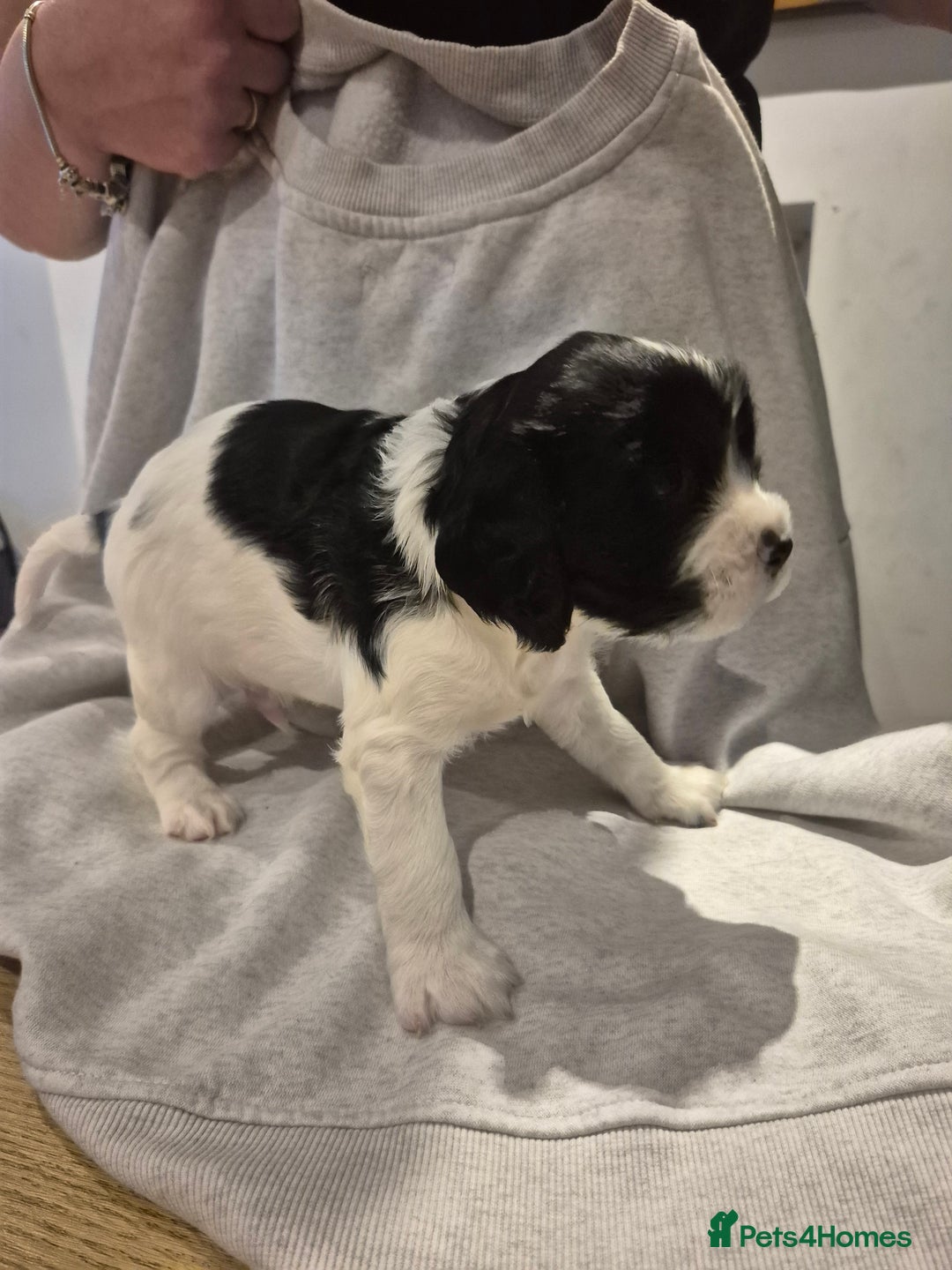 English Springer Spaniel dogs for sale: Springer pups - Image 3
