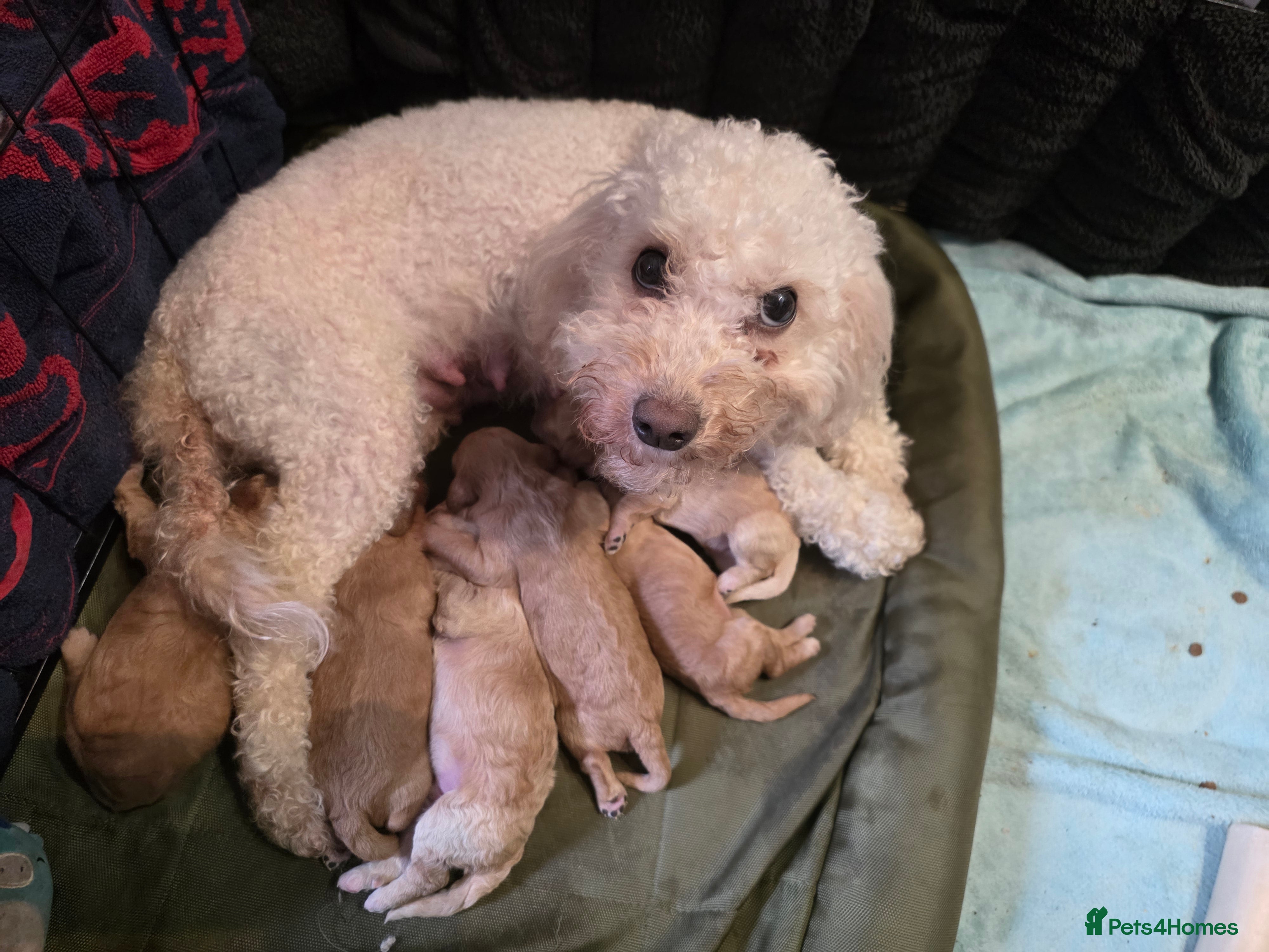 Cockapoo dogs A beautiful litter of 6 cockerpoo puppies for sale - Advert 10