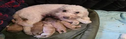Cockapoo dogs for sale: A beautiful litter of 6 cockerpoo puppies for sale - Advert 11