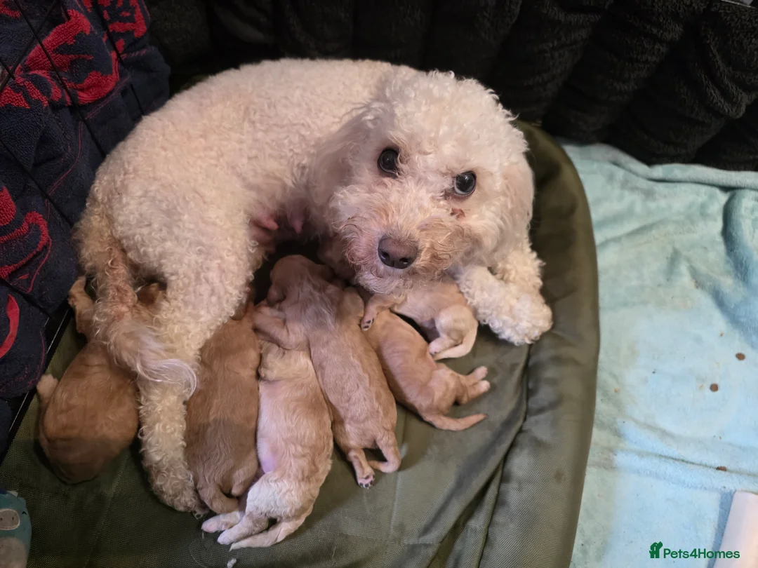 Cockapoo dogs for sale: A beautiful litter of 6 cockerpoo puppies for sale - Advert 11