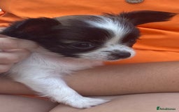 Chihuahua dogs for sale: 2 chihuahua boys left  - Image 11