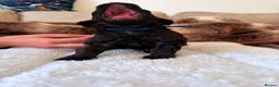 Miniature Poodle dogs for sale: Toy x Mini Poodle - Advert 7