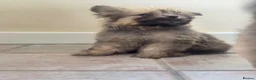 Mixed Breed dogs for sale: Pomeranian x Cavachon Puppies  in Strathaven - Advert 20
