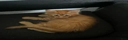 Maine Coon cats for sale: Beautiful Maine Coon Boy - Advert 9
