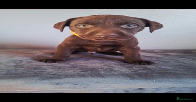 Labrador Retriever dogs - Advert 8