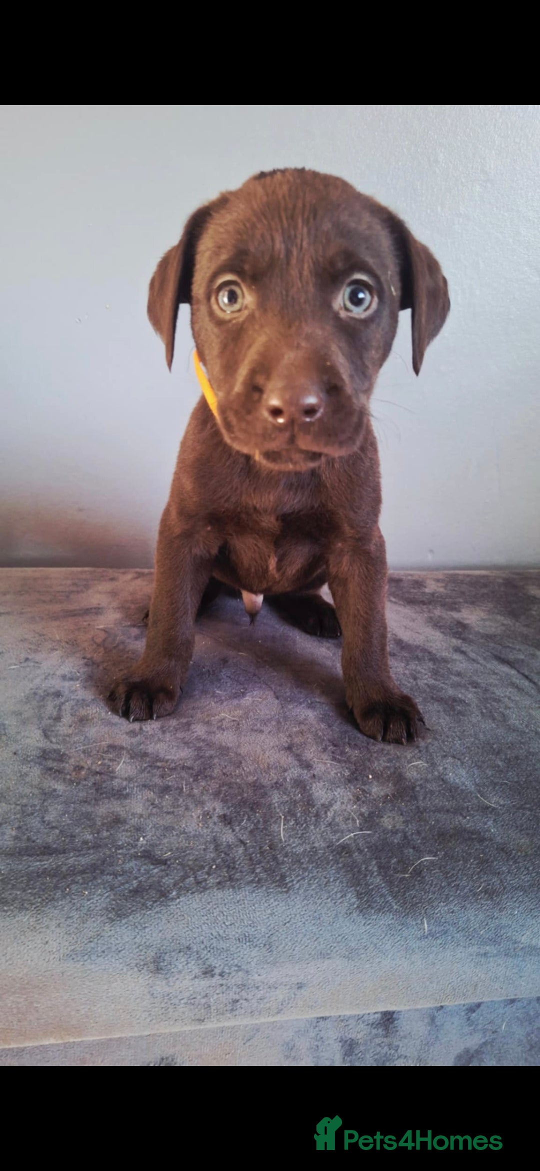 Labrador Retriever dogs for sale: Labrador puppys - Image 3
