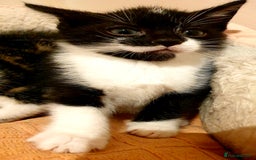 Mixed Breed cats for sale: 5 Gorgeous & Playful Kittens - Image 17