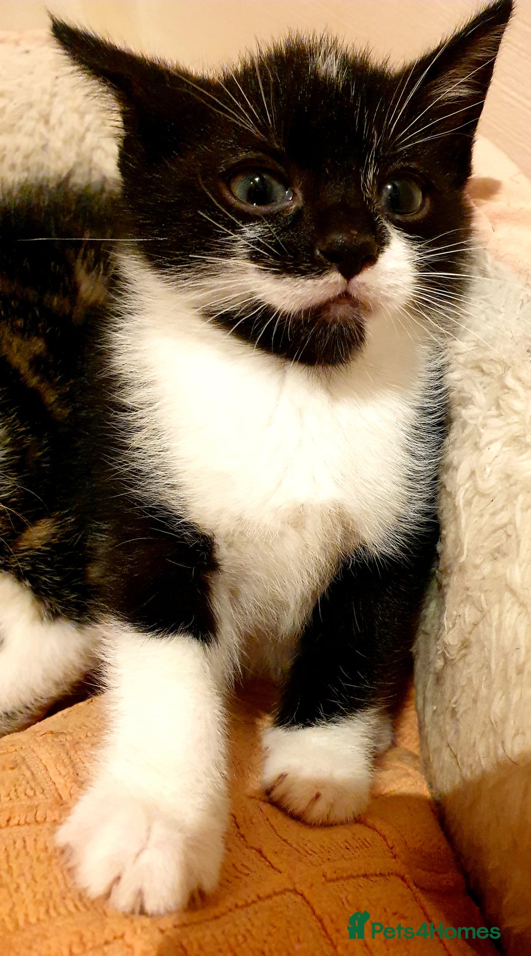 Mixed Breed cats for sale: 5 Gorgeous & Playful Kittens - Image 17