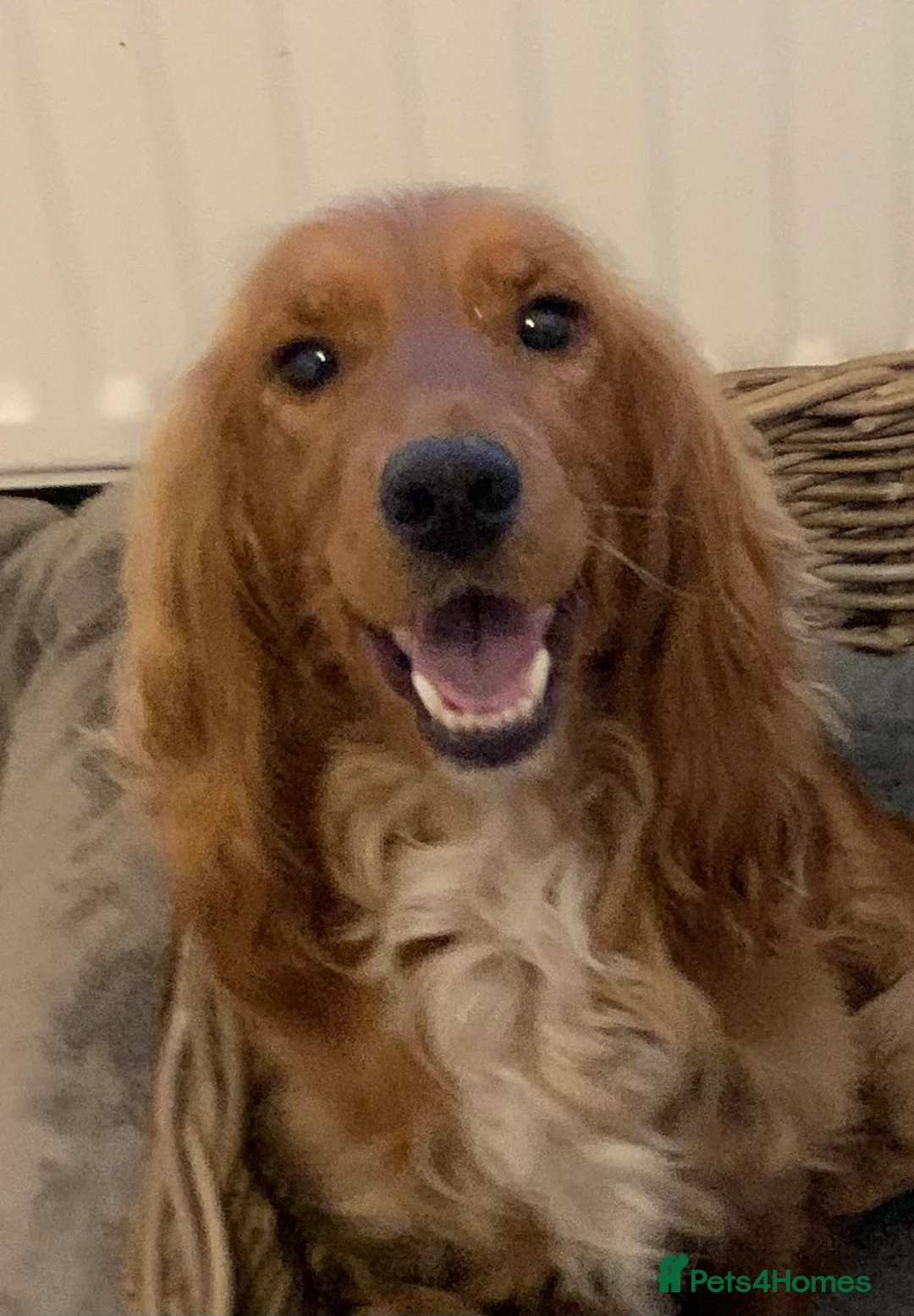 Cocker Spaniel dogs for sale: Beautiful KC Cocker Spaniel for sale!!!  - Advert 2