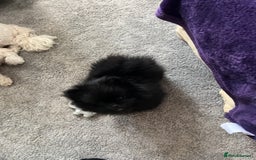 Pomeranian dogs for sale: Male Pomeranian puppy  in Corsham - Image 7