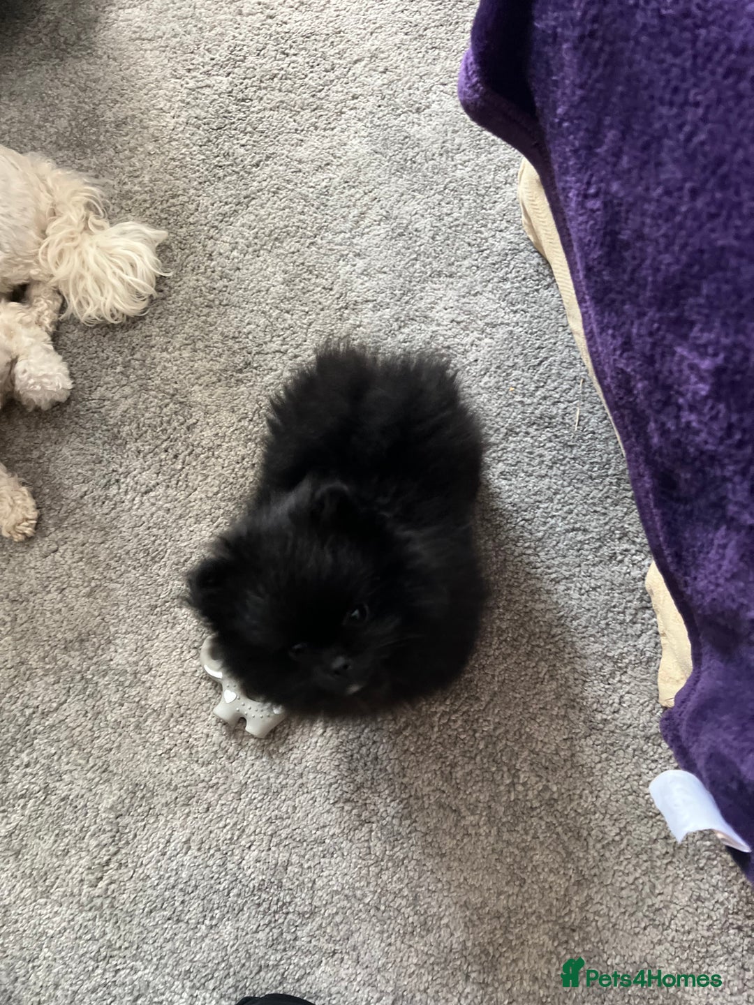 Pomeranian dogs for sale: Male Pomeranian puppy  in Corsham - Image 7