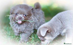 Chihuahua dogs for sale: Lilac chihuahua KC Registered Boys - Image 7