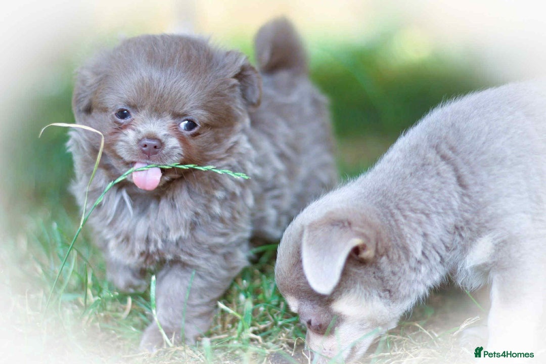 Chihuahua dogs for sale: Lilac chihuahua KC Registered Boys - Image 7
