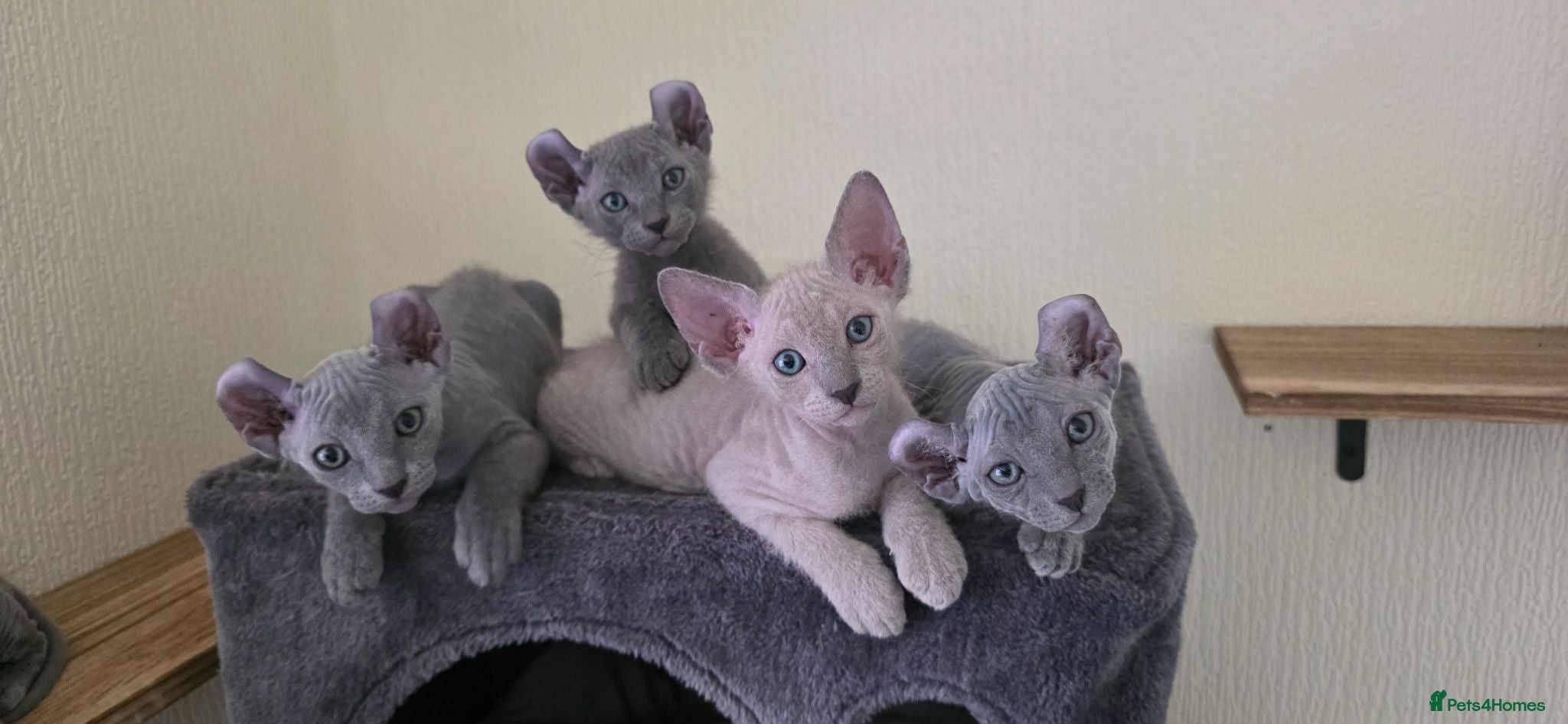Sphynx cats SPHYNX ELF & PETERBALD KITTENS - Advert 2