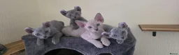 Sphynx cats for sale: SPHYNX ELF & PETERBALD KITTENS - Advert 2