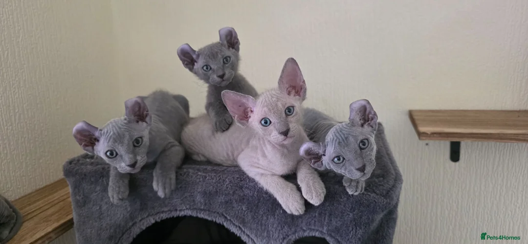 Sphynx cats for sale: SPHYNX ELF & PETERBALD KITTENS - Advert 2