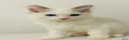 Ragdoll cats for sale: Tica register kittens awailable now  - Advert 4