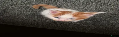 Maine Coon 4