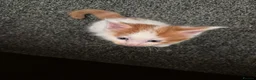 Maine Coon cats for sale: Maine coon kittens  - Advert 2
