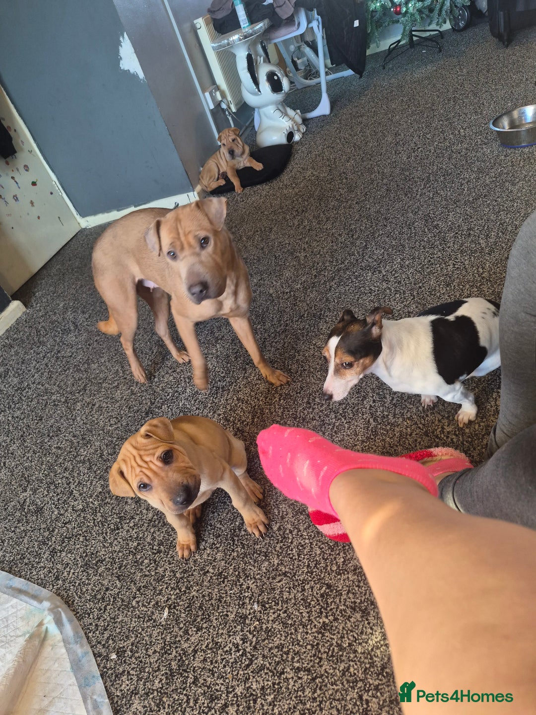 Shar Pei dogs for sale: shar-pei  - Advert 2