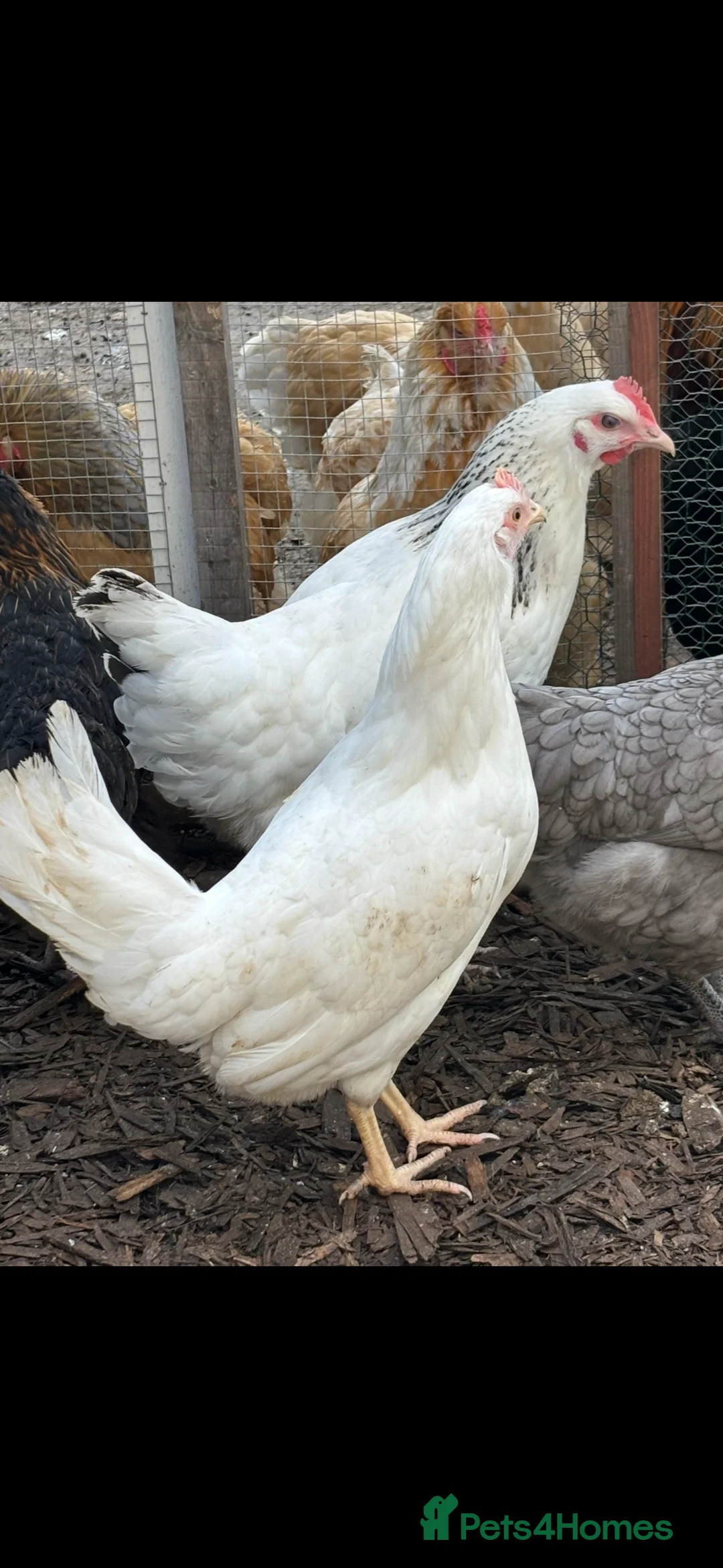 Chickens poultry for sale: Point of lay hybrids available - Advert 3