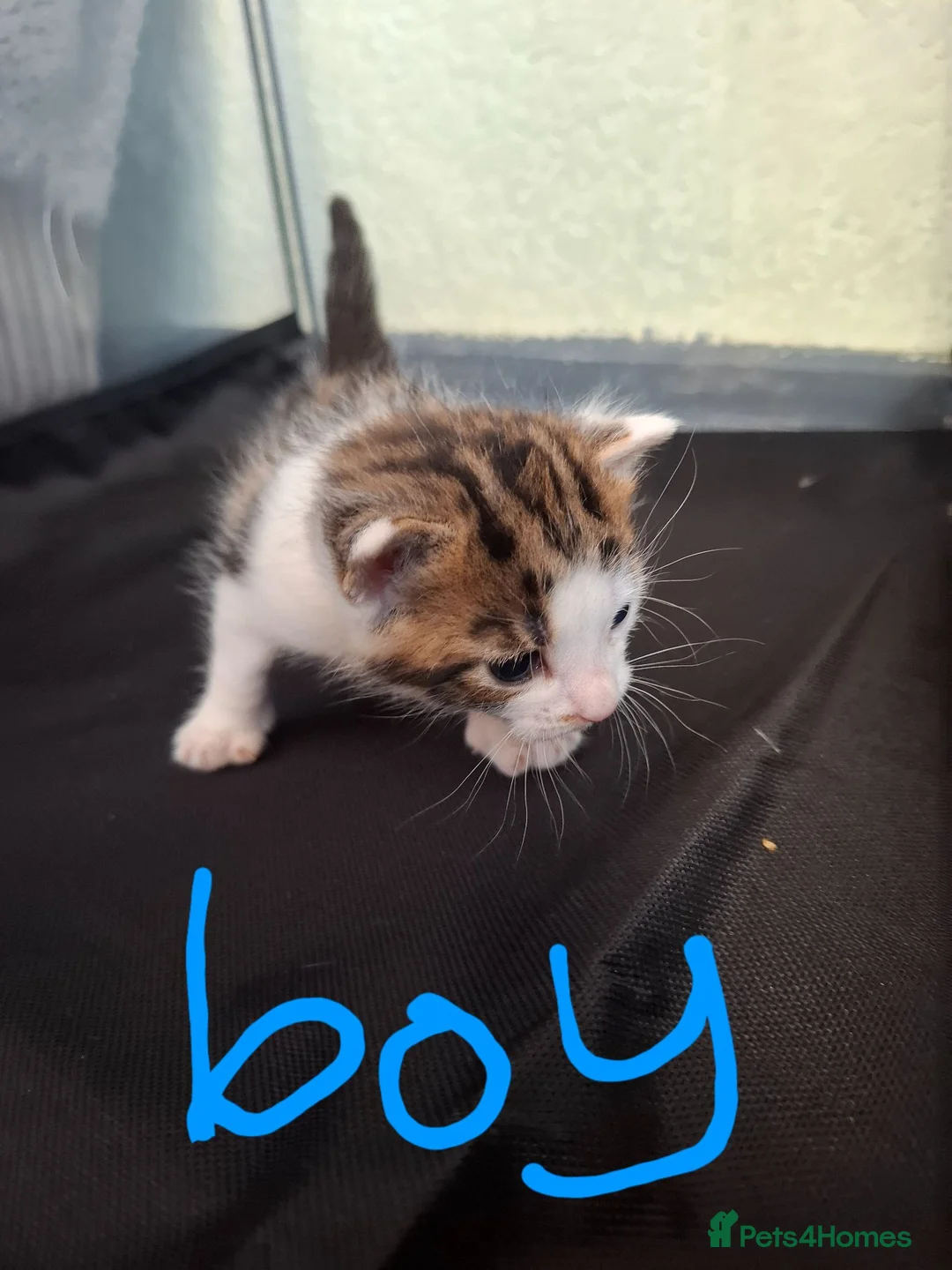 Mixed Breed cats for sale: Lovely mixed breed kittens  - Advert 2
