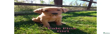 Labrador Retriever 9