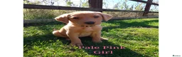 Labrador Retriever dogs for sale: Labrador Retriever puppies  - Advert 13